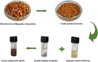 Phytofabrication, characterization of silver nanoparticles using Hippophae rhamnoides berries extract and their biological activities